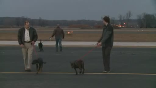 David Backes, Blues Captain, Flew His Plane 700 Miles To Rescue Three Stray Dogs